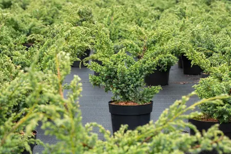 Juniperus chin. 'Blue Alps' - LINERS 32 CEL TRAY P7 SIZE - image 2