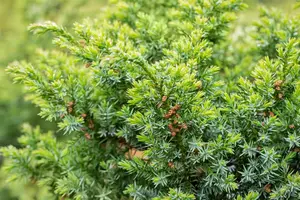 Juniperus chin. 'Blue Alps' - LINERS 32 CEL TRAY P7 SIZE - image 4