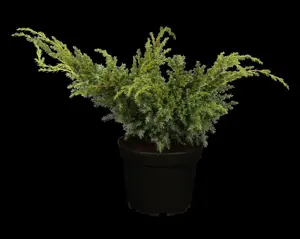 Juniperus chin. 'Blue Alps'