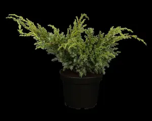 Juniperus chin. 'Blue Alps'