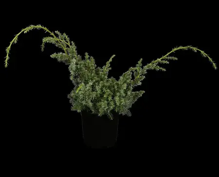 Juniperus chin. 'Blue Alps' - 2 Ltr pot - image 3