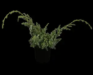 Juniperus chin. 'Blue Alps' - 2 Ltr pot - image 3