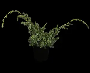 Juniperus chin. 'Blue Alps' - LINERS 18 CEL TRAY P10,5 SIZE - image 3