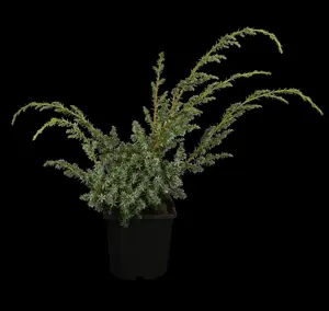 Juniperus chin. 'Blue Alps' - 2 Ltr pot - image 2