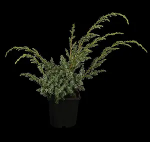Juniperus chin. 'Blue Alps' - LINERS 18 CEL TRAY P10,5 SIZE - image 2