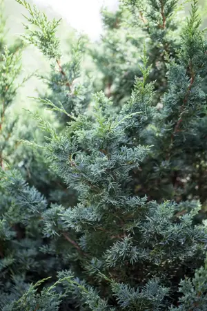 Juniperus chinensis 'Blaauw' - 40-50 CM C7.5 - image 2