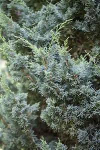 Juniperus chinensis 'Blaauw' - P9 - image 3