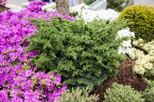 Juniperus chinensis 'Blaauw' - SOLITAIR 100-125 CM RB - image 1