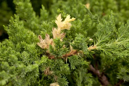 Juniperus chinensis 'Expansa Variegata' - 30-40 CM C3 - image 1