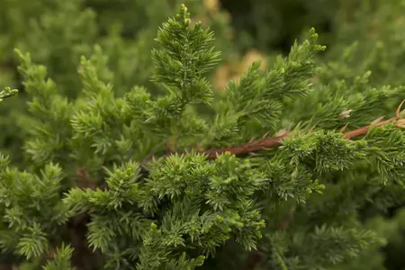 Juniperus chinensis 'Expansa Variegata' - 30-40 CM C3 - image 2