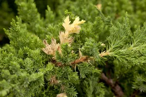 Juniperus chinensis 'Expansa Variegata' - 40-50 CM C7.5 - image 1
