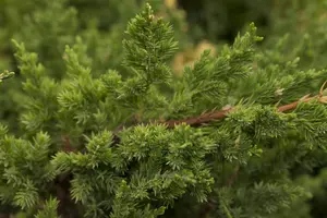 Juniperus chinensis 'Expansa Variegata' - 20-25 CM P9 - image 2