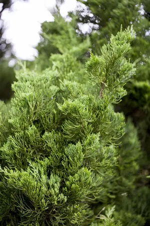 Juniperus chinensis 'Kaizuka' - 175-200 CM C25 - image 2