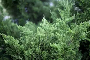 Juniperus chinensis 'Kaizuka'
