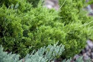 Juniperus chinensis 'Kaizuka' - 175-200 CM C25 - image 3