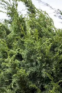 Juniperus chinensis 'Keteleeri'
