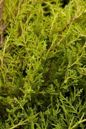 Juniperus chinensis 'Plum. Aurea' - 80-100 CM C15 - image 1