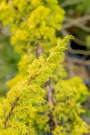 Juniperus chinensis 'Plum. Aurea' - 80-100 CM C15 - image 2