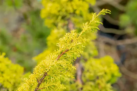 Juniperus chinensis 'Plum. Aurea' - 80-100 CM C15 - image 3