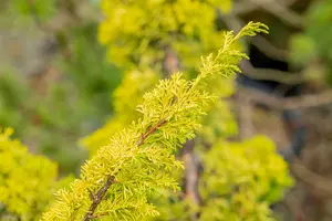 Juniperus chinensis 'Plum. Aurea' - 60-80 CM C15 - image 3