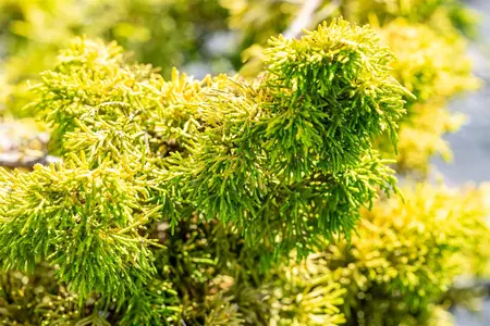 Juniperus chinensis 'Plum. Aurea' - 100-125 CM C15 - image 5
