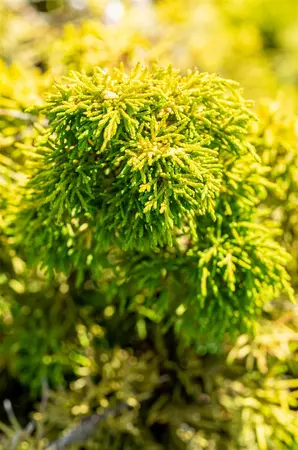 Juniperus chinensis 'Plum. Aurea' - 80-100 CM C15 - image 4