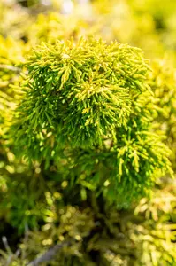 Juniperus chinensis 'Plum. Aurea' - 80-100 CM C15 - image 4