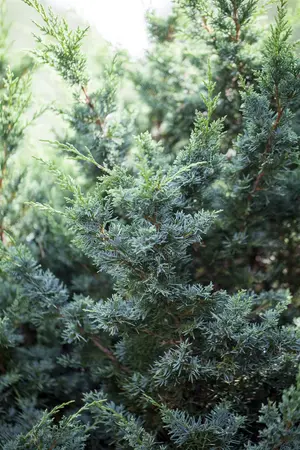 Juniperus chinensis 'Punnet's Hedgehog' - 15-20 CM C2 - image 2