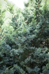 Juniperus chinensis 'Punnet's Hedgehog' - 15-20 CM C2 - image 2