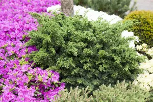 Juniperus chinensis 'Punnet's Hedgehog' - 15-20 CM C2 - image 4