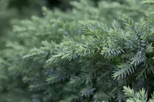 Juniperus chinensis 'San Jos?'