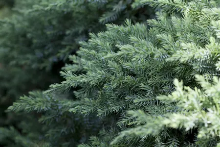 Juniperus chinensis 'San Jos?' - PLUG/CELGROWN 144 CEL TRAY - image 2