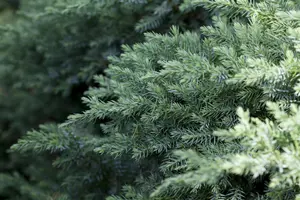 Juniperus chinensis 'San Jos?' - P9 - image 2