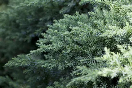 Juniperus chinensis 'San Jos?' - 15-20 CM P9 - image 2