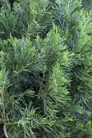 Juniperus chinensis 'Spartan' - 30-40 CM C1.5 - image 2