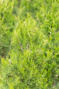 Juniperus chinensis 'Spartan' - 30-40 CM C1.5 - image 4