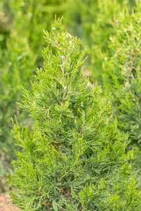 Juniperus chinensis 'Spartan' - 30-40 CM C1.5 - image 5