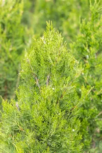 Juniperus chinensis 'Spartan' - 100-125 CM C20 - image 3