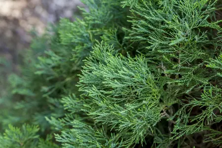 Juniperus chinensis 'Spartan' - 30-40 CM C1.5 - image 1