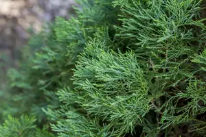 Juniperus chinensis 'Spartan' - 30-40 CM C1.5 - image 5