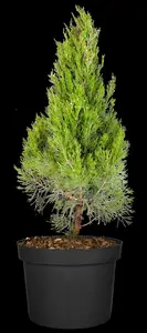 Juniperus chinensis 'Spartan' - 30-40 CM C1.5 - image 3