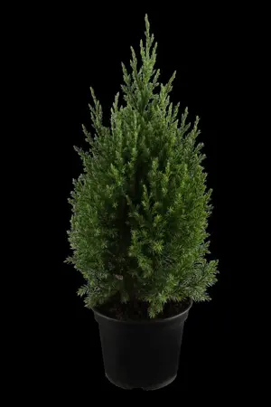 Juniperus chinensis 'Stricta' - P11 - image 1
