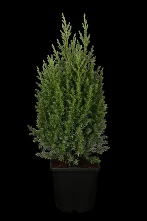 Juniperus chinensis 'Stricta' - 25-30 CM C2 - image 2