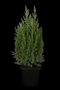Juniperus chinensis 'Stricta' - 25-30 CM C2 - image 2