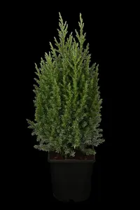 Juniperus chinensis 'Stricta' - PLUG/CELGROWN 144 CEL TRAY - image 2