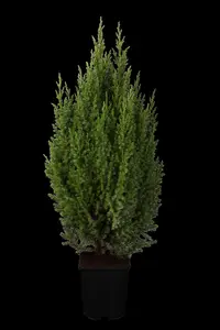 Juniperus chinensis 'Stricta' - PLUG/CELGROWN 144 CEL TRAY - image 3