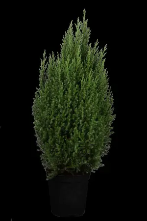 Juniperus chinensis 'Stricta' - PLUG/CELGROWN 144 CEL TRAY - image 4