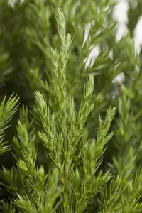 Juniperus chinensis 'Stricta' - 50-60 CM C5 - image 2