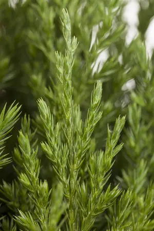 Juniperus chinensis 'Stricta' - LINERS 28 CEL TRAY P9 SIZE - image 2