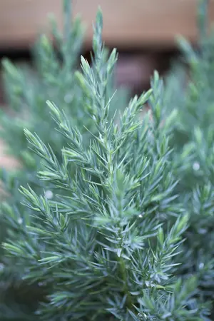 Juniperus chinensis 'Stricta' - LINERS 28 CEL TRAY P9 SIZE - image 4